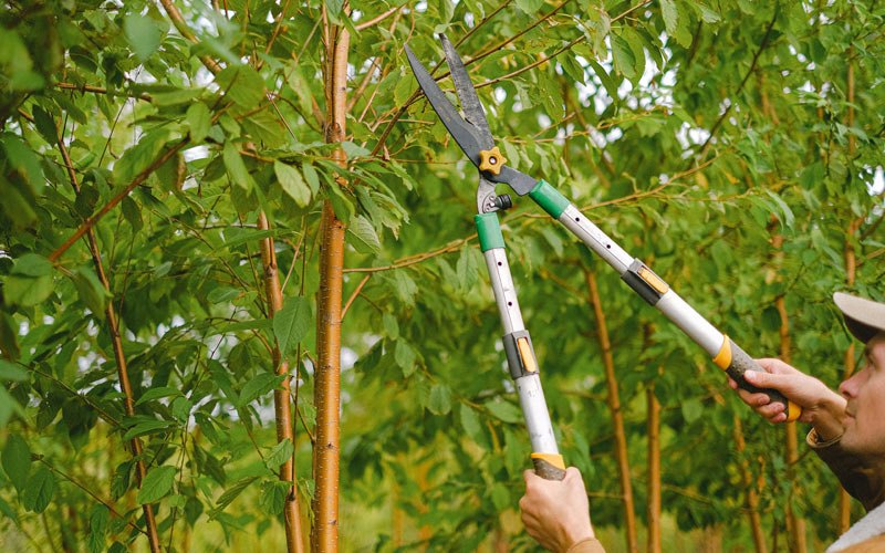 Tree trimming in Buckingham, IL